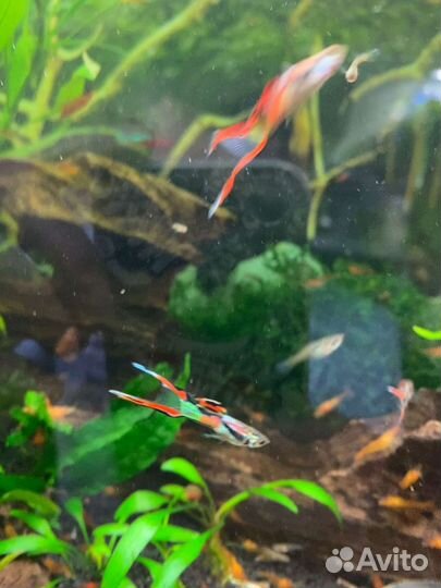 Аквариумные рыбки и растения