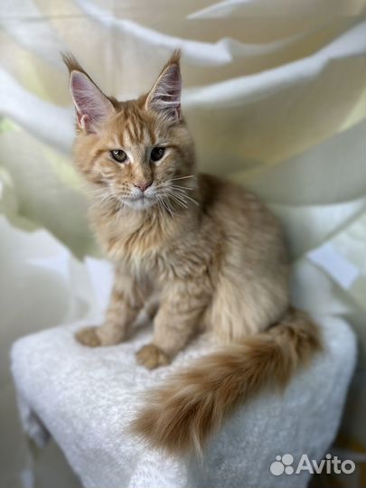 Котята мейн-кун