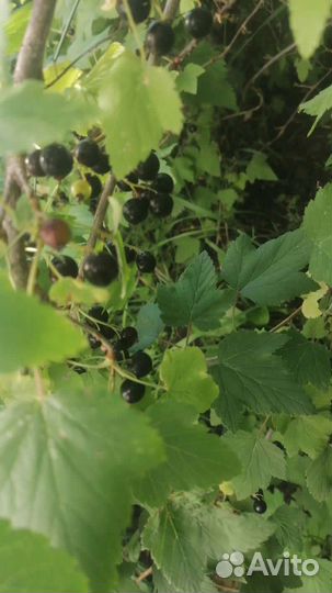 Черная смородина ягода свежая