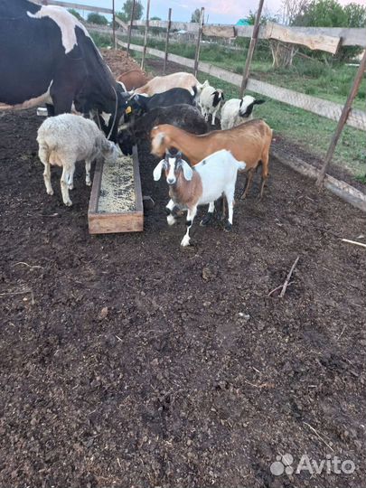 Бараны. Козы