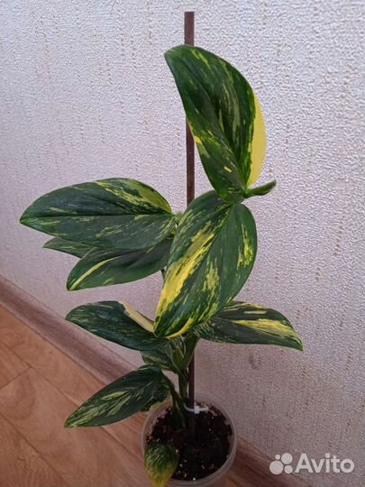 Монстера Standleyana yellow, Pinnatiparttita