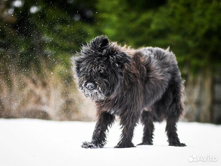 Русский черный терьер в поиске дома