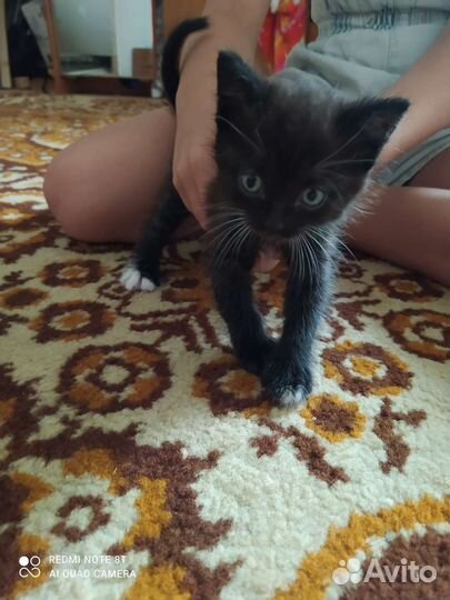 Кошка в дар