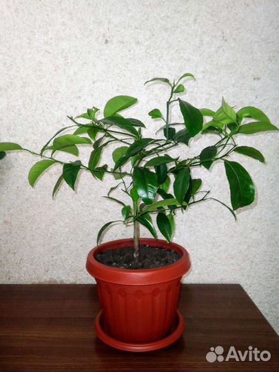 Комнатные цветы