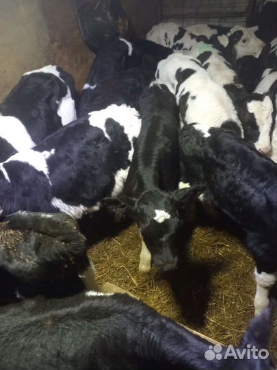 Телята бычки