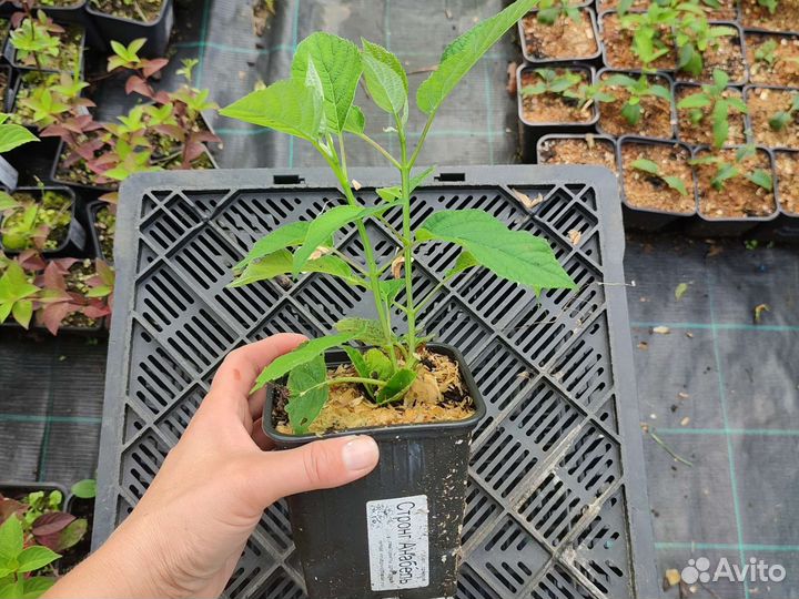 Гортензия древовидная Стронг Аннабель