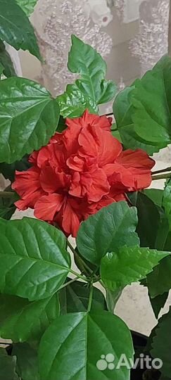 Гибискус китайская роза