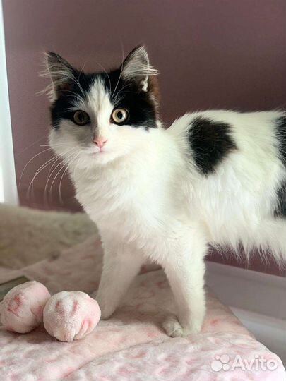 Котенок девочка бесплатно