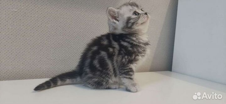 Британские котята