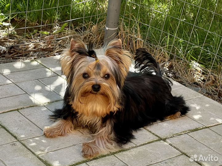 Ласковый мальчик йорик