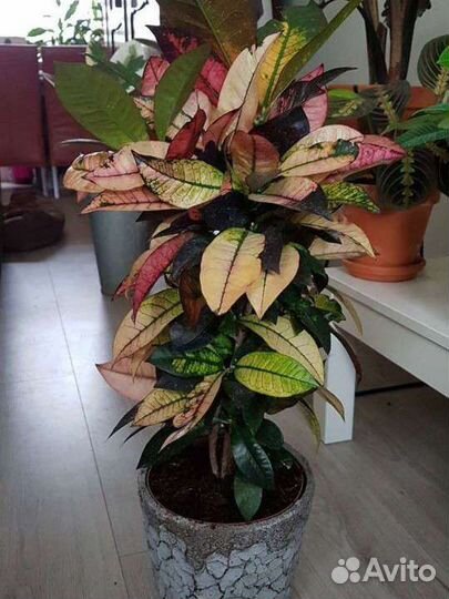 Кротон, Ктенанта, Замиокулькас