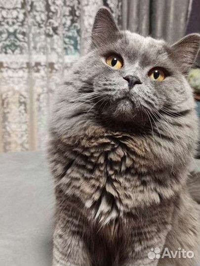Хайлэнд скоттиш страйт
