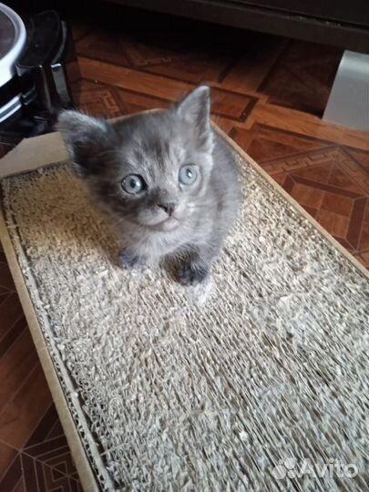 Отдам котенка в добрые руки