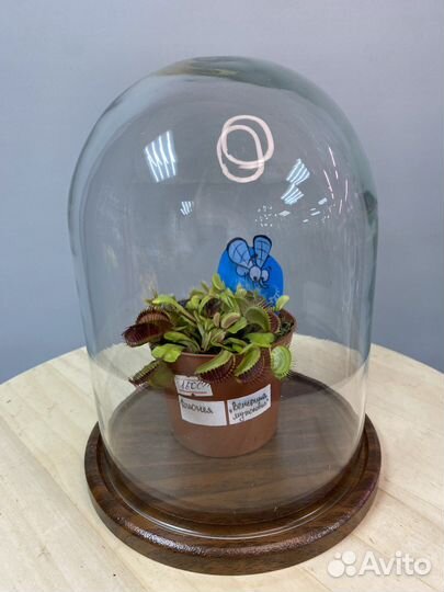 Венерина мухоловка Дионея