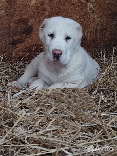 Среднеазиатская овчарка щенки РКФ FCI