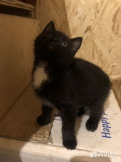 Спасенный Котик в добрые руки маркиз черный белый