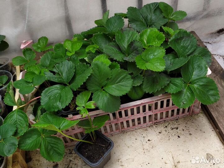 Рассада клубники 