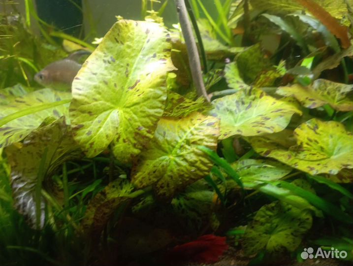 Аквариумные растения
