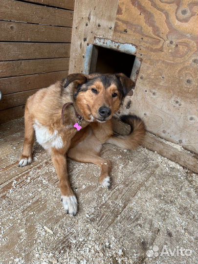 Лобзик красивый, но не счастливый