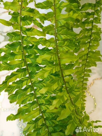 Папоротник нефролепис Тигр Ферн