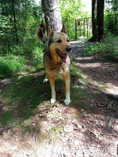 Собаки бесплатно в добрые руки