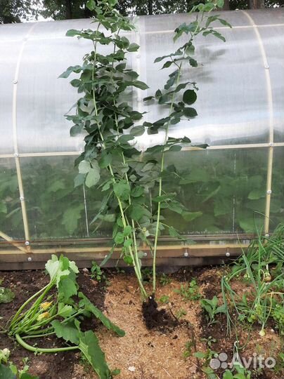 Ремонтантная малина