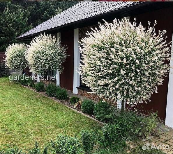 Ива Хакуро-нишики штамб 120 и 180