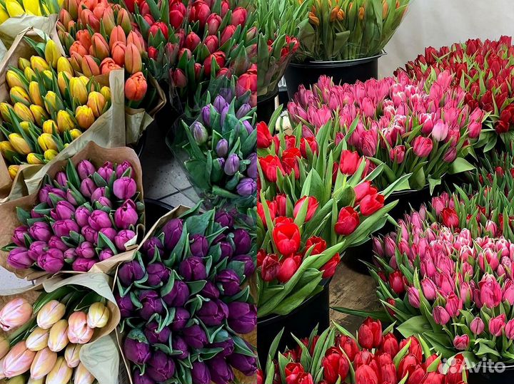 Тюльпаны мелкий, крупный опт от 500 шт