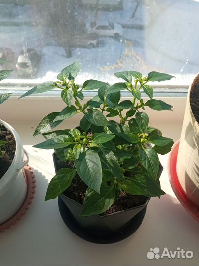 Комнатный перец чили