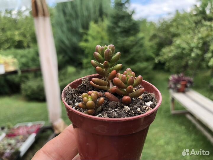 Суккуленты