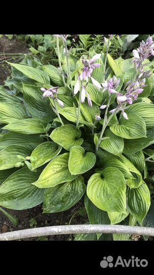 Хризантемма,хоста,ромашка