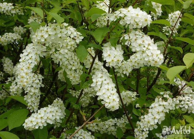 Черёмуха, саженец