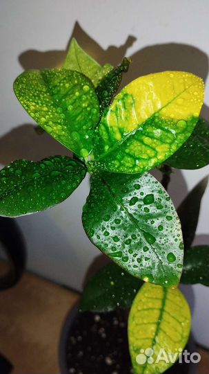 Кротон миссис Айстон, дерево штамб