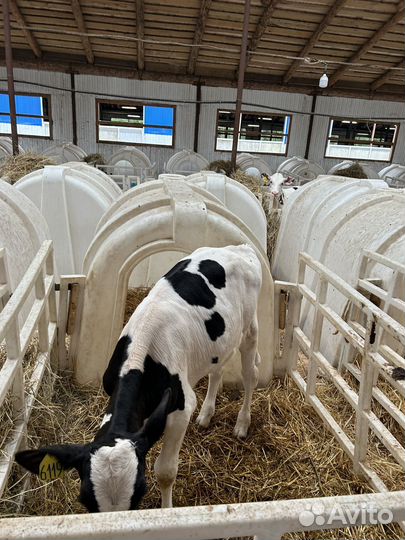 Бычки Холмогоры