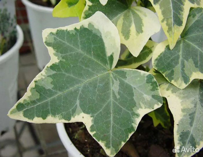 Плющ Хедера