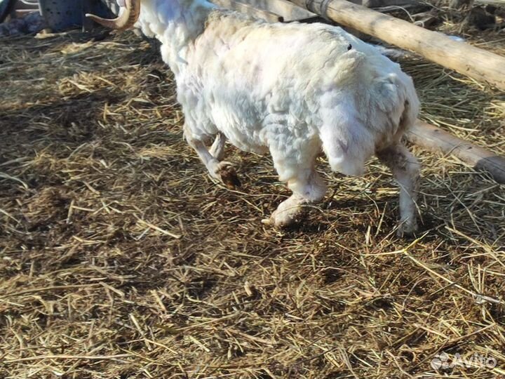 Курдючные бараны