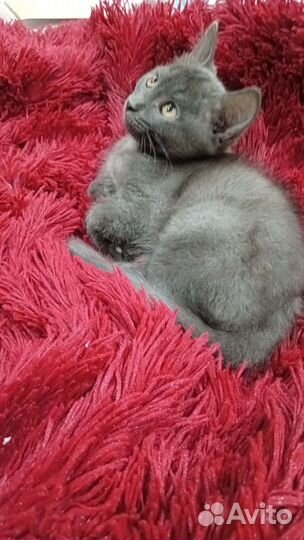 Домашние животные котята