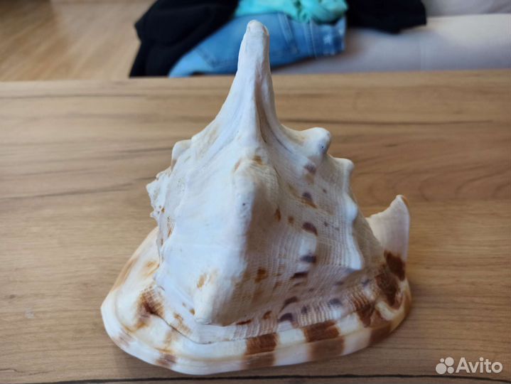 Морская раковина