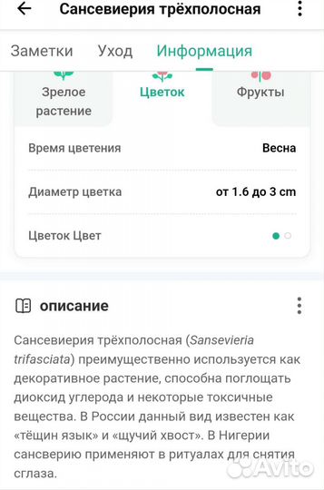 Сансевиерия