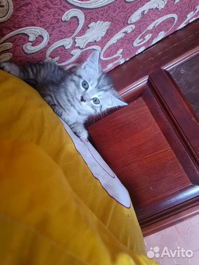 Кошки шотландцы