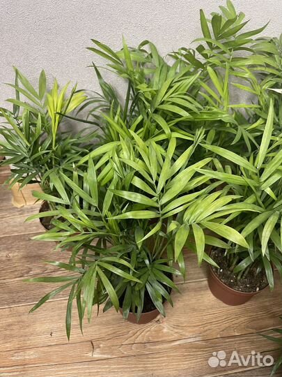 Пальма хамедорея комнатеые цветы