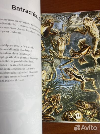 Книга красота форм в природе новая нон фикшн миф