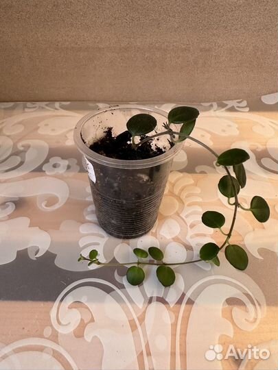 Домашние цветы