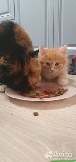 Котёнок мальчик