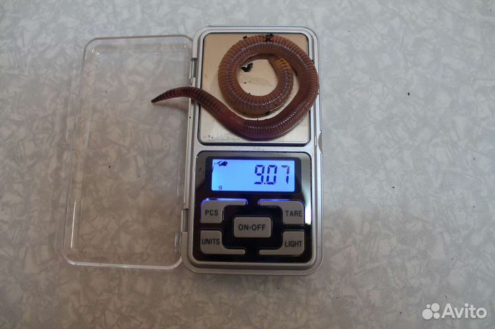 Черви для рыбалки дендробена