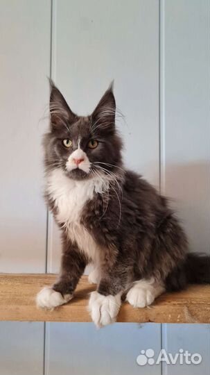 Мейн-кун мальчик