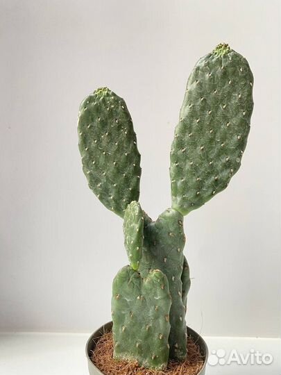 Кактус опунция