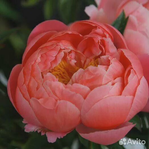 Коллекционный Пион Корал Чарм