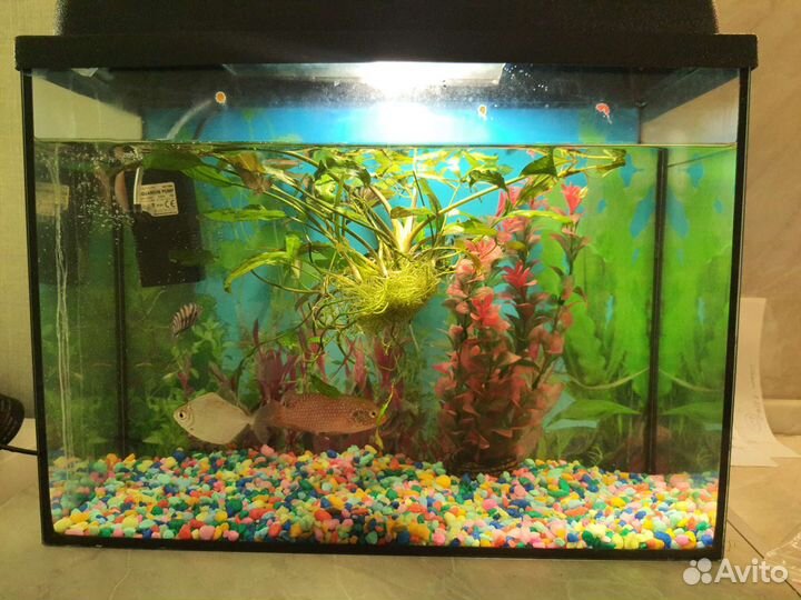 Аквариум с рыбками бу