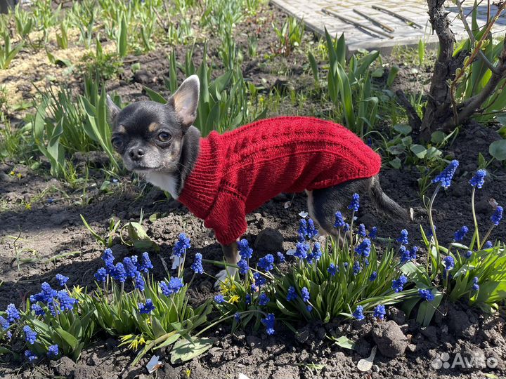 Одежда для собак